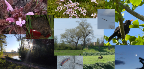 Collage van natuurbeelden: bloemen, egel, boom, schreeuwende vogel, rups, haas en nachtlandschap.