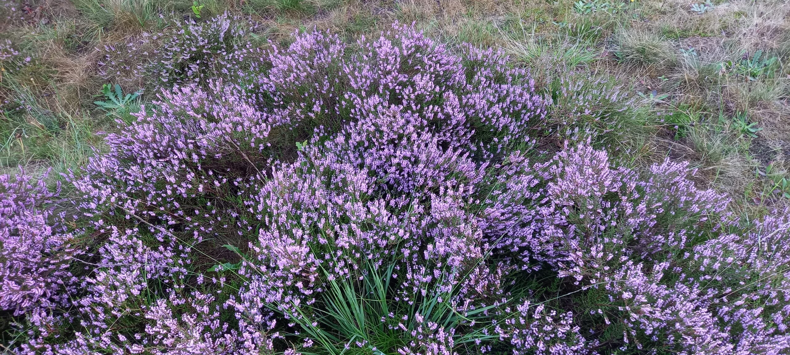 Paarse heideplanten bloeien in grasland.