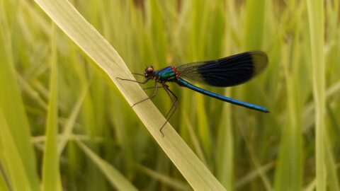 Blauwe libel op groen grassprietje in een natuurlijke omgeving.
