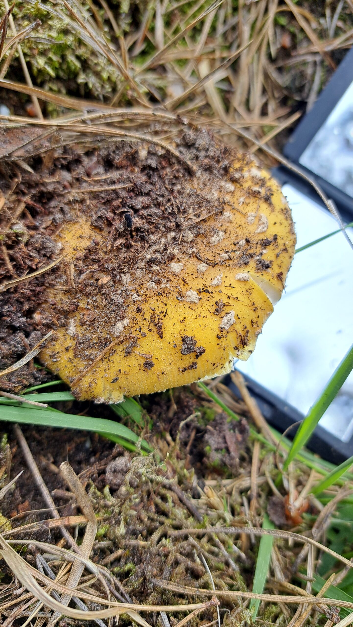 Gele paddenstoel bedekt met aarde, omringd door gras en dorre bladeren.