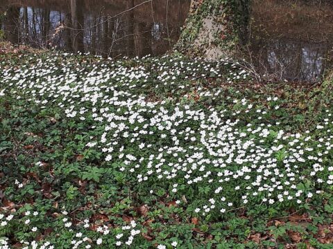 Wit bloemenveld bij een boom, met achtergrond van water en kale bomen.