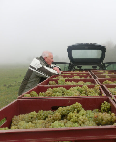 Een man leunt op een auto vol kratten met druiven in een mistig veld.