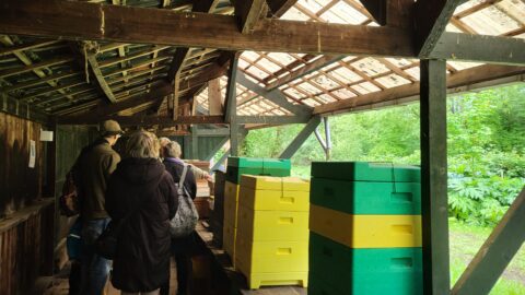 Een groep mensen bekijkt kleurrijke bijenkasten onder een houten afdak in een groene omgeving.