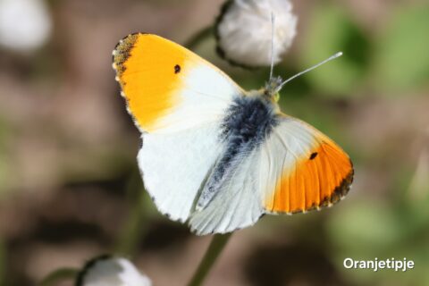 Oranjetipje vlinder met oranje en witte vleugels op een groene achtergrond.
