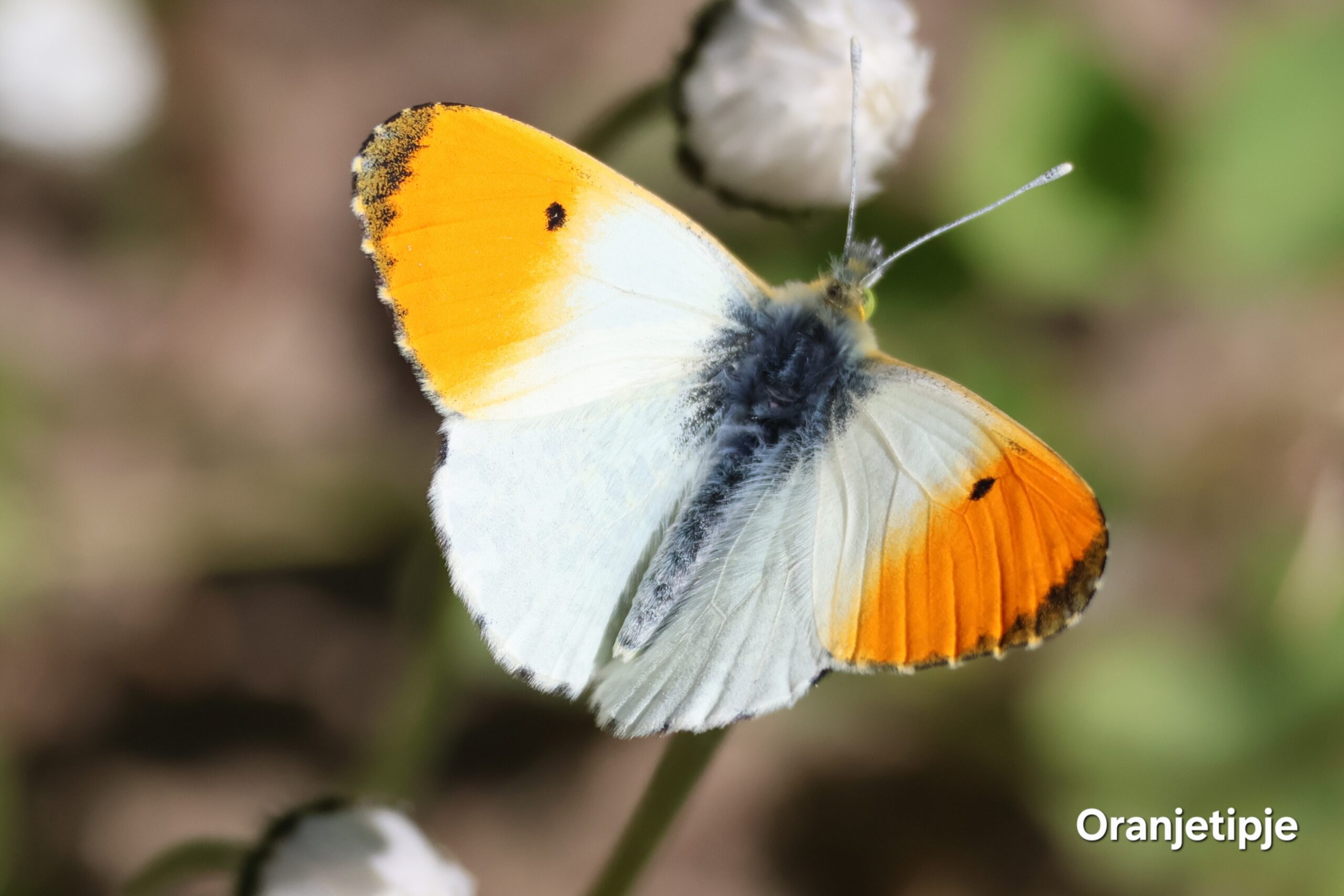 Oranjetipje vlinder met oranje en witte vleugels op een groene achtergrond.