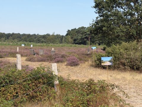 Open heideveld met paarse bloemen, enkele stoelen en informatieborden, omgeven door bomen en struiken.