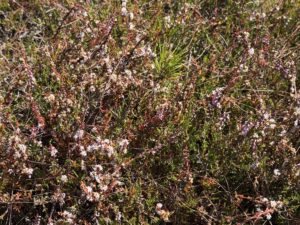 Zich dicht opeen gepakte heidestruiken met roze en witte bloemen in groene omgeving.