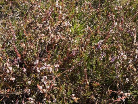 Zich dicht opeen gepakte heidestruiken met roze en witte bloemen in groene omgeving.