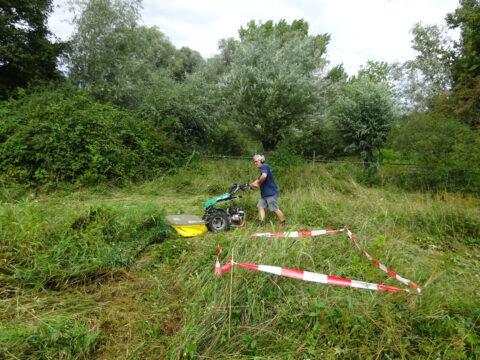 Man maait gras met een machine in een bosrijke omgeving, met rood-wit afzetlint op de grond.