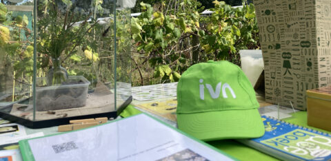 Vlinders in glazen kast met IVN-pet op een tafel