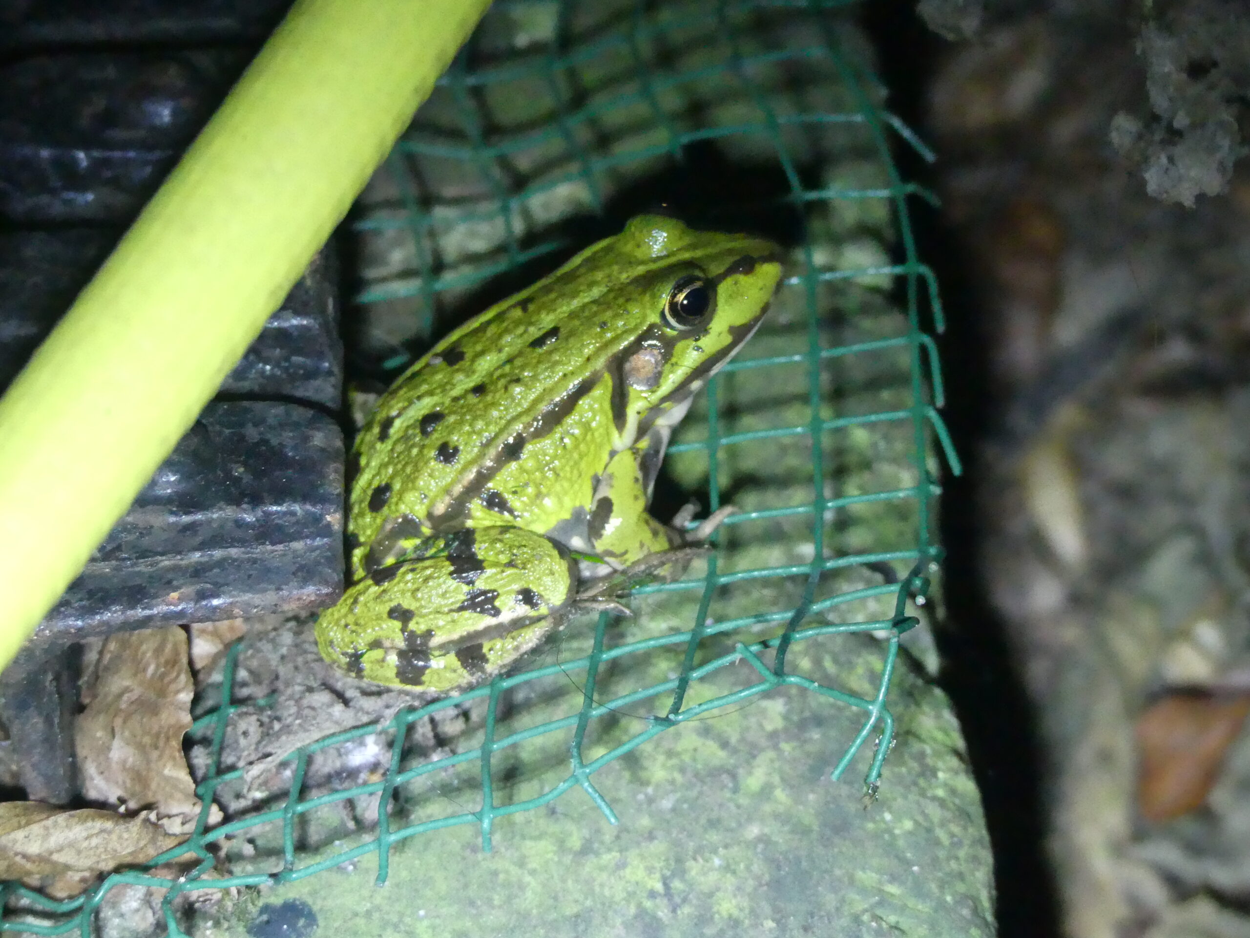 Groene kikker zittend op een groen net, vastgemaakt aan een boomstam, met bladeren rondom.