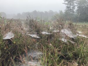 Nevelige heide met spinnenwebben bedekt met dauw.