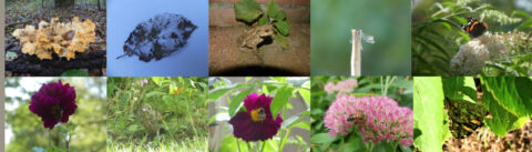 Collage van wilde natuur: paddenstoel, blad, kikker, libel, vlinder, bloemen, vogel en bijen.