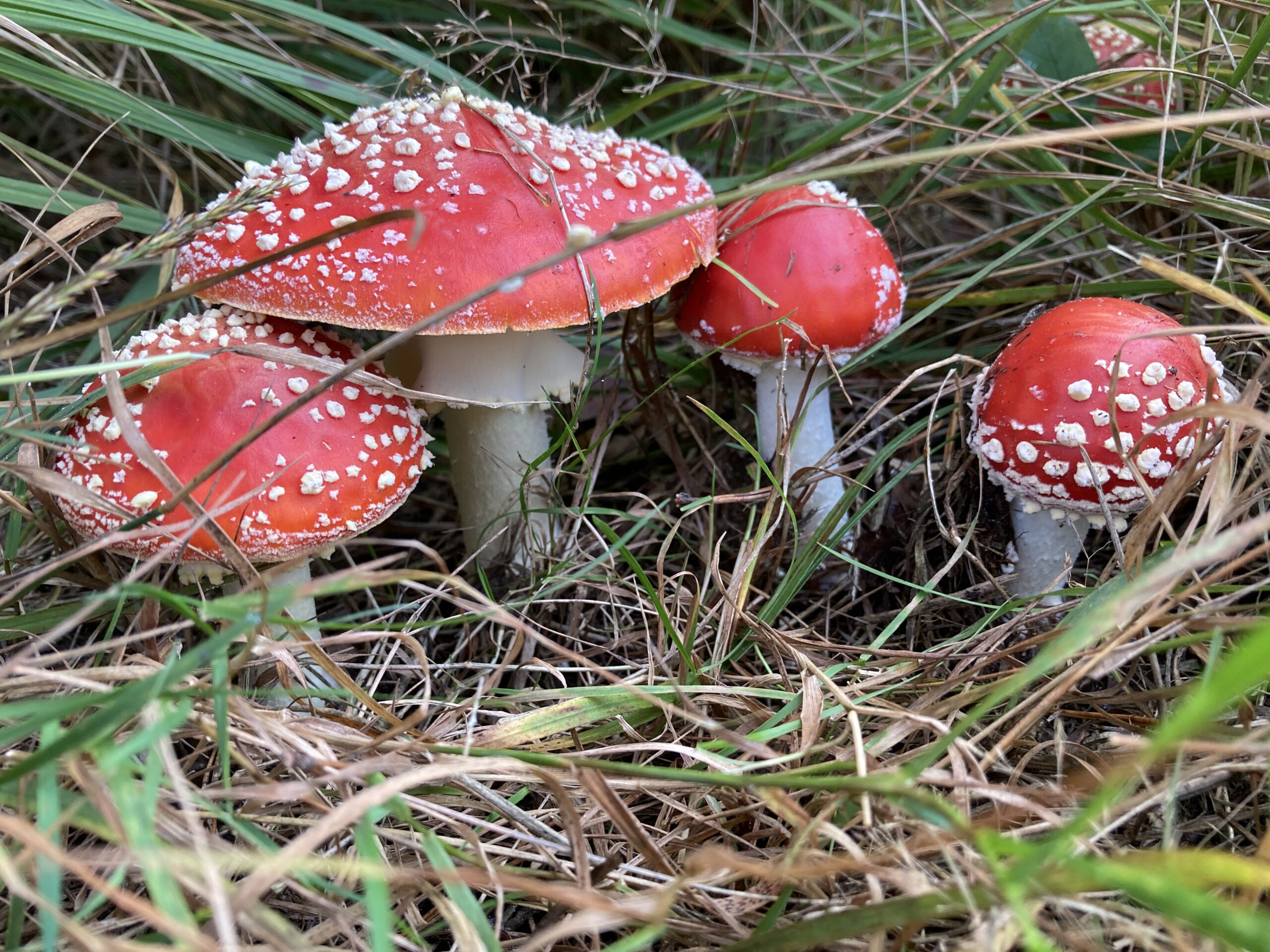 Rode paddenstoelen met witte stippen in het gras.