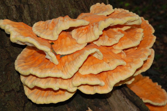 Zwavelzwam herfstwandeling Vilsteren