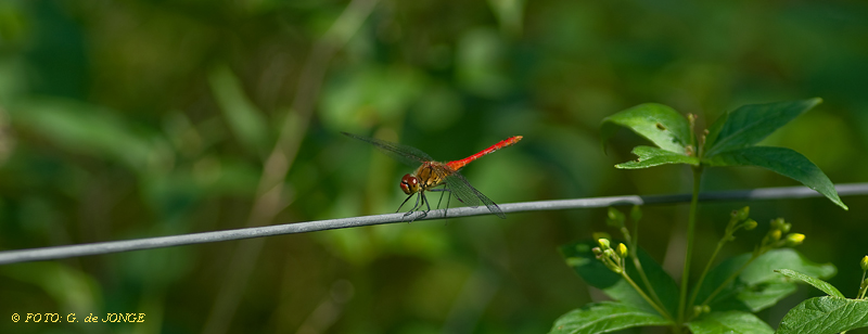 Insecten- vlinderwerkgroep IVN/KNNV
