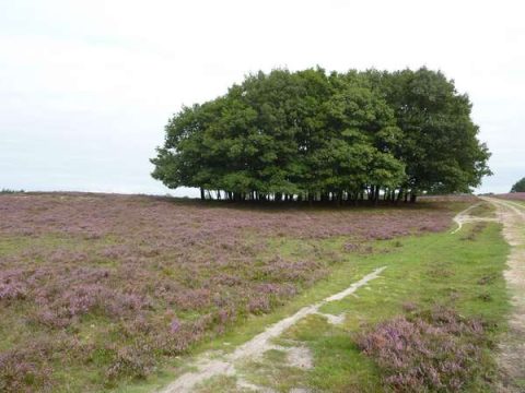 Wezepsche heide