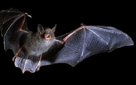 Vleermuis in vlucht tegen een zwarte achtergrond, vleugels volledig uitgespreid.