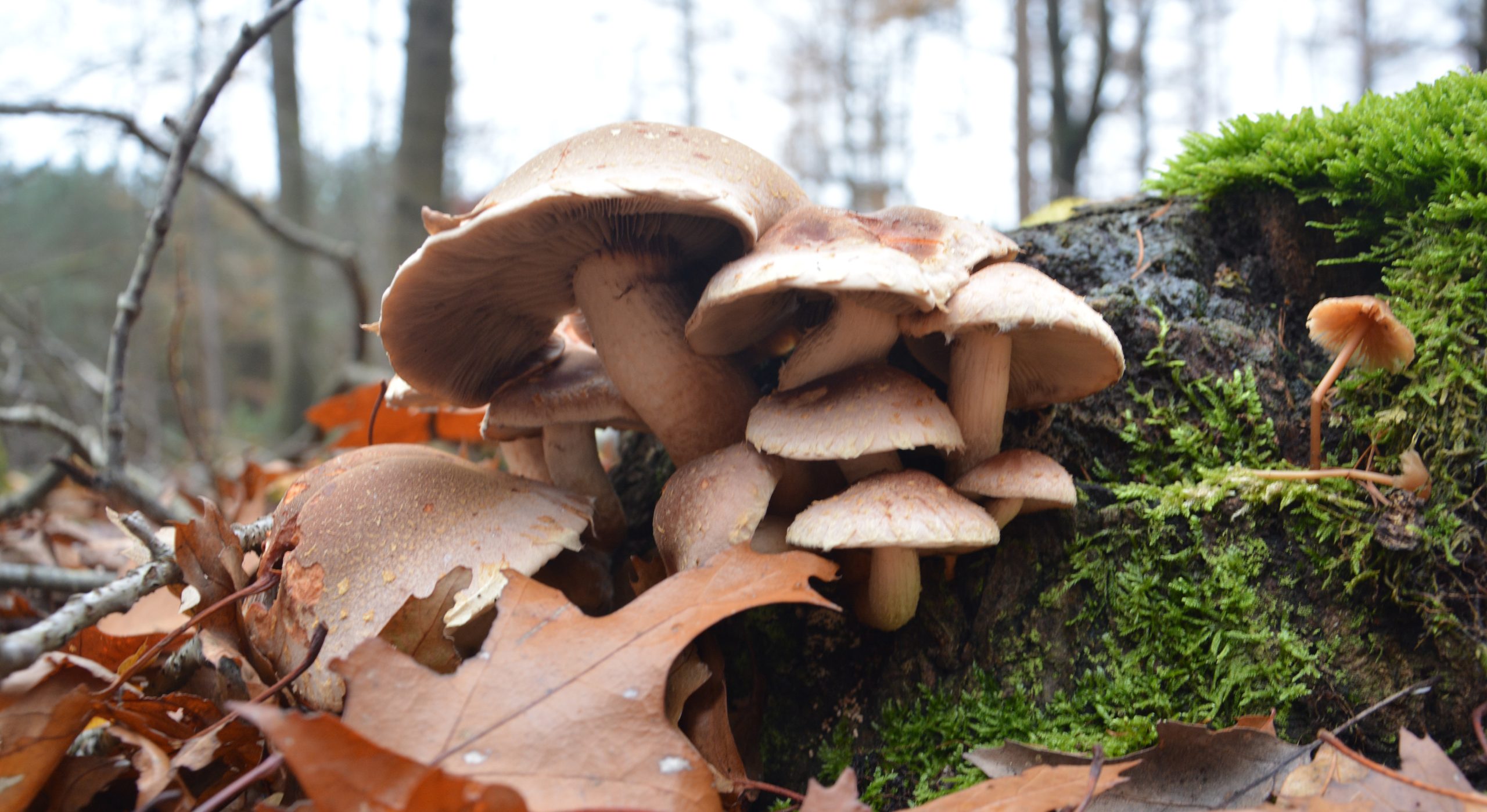 Paddenstoelen groeien op een met mos bedekte boomstronk, omringd door herfstbladeren in het bos.