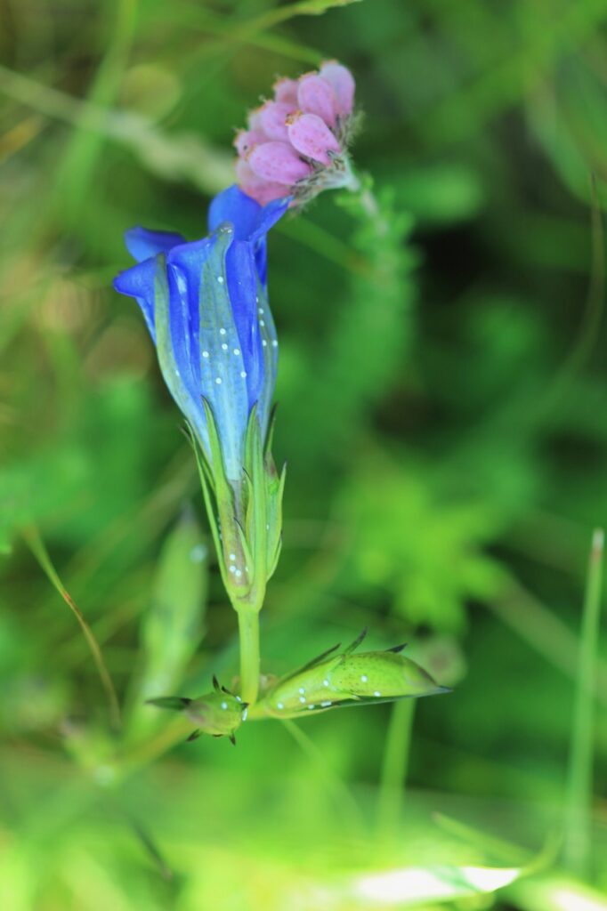 Klokjesgentiaan met eitjes van het gentiaanblauwtje