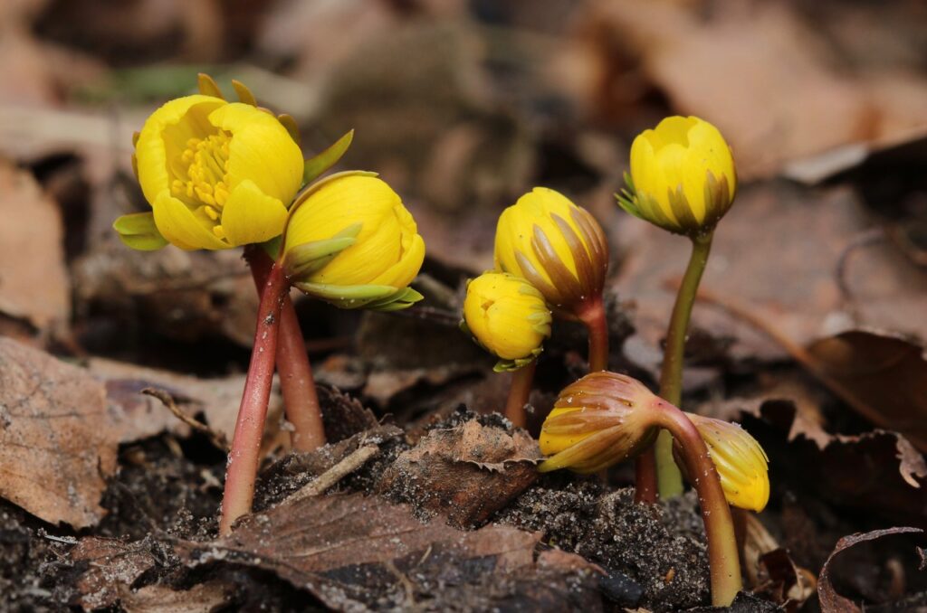 winteraconietjes