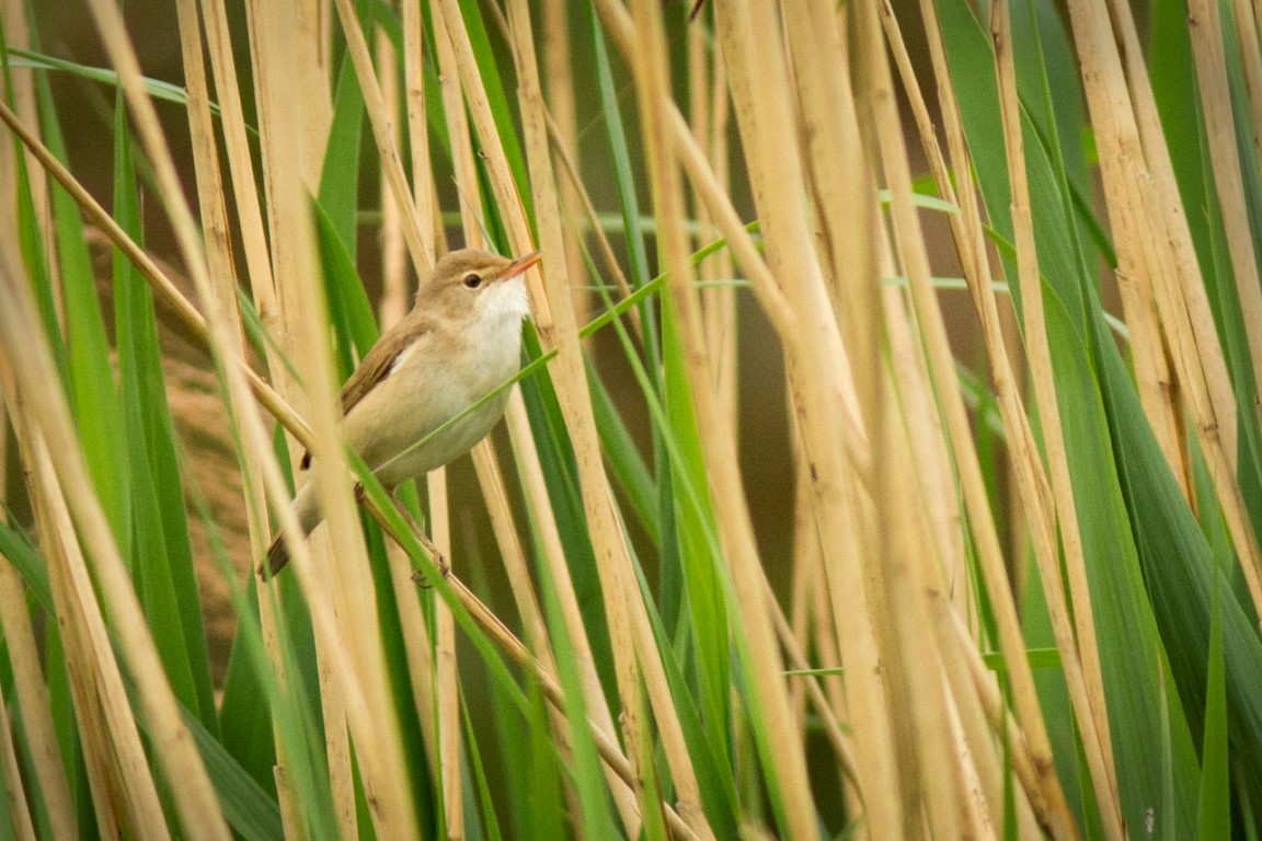 Kleine vogel zit tussen groene rietstengels in een natuurlijke omgeving.