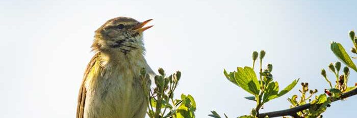 Een vogel zingt op een tak met groene bladeren tegen een lichte, blauwe hemel.