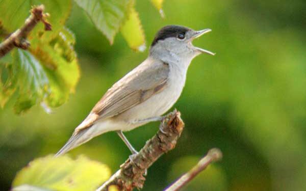 Zingende vogel met zwarte kop op een tak, omringd door groene bladeren.