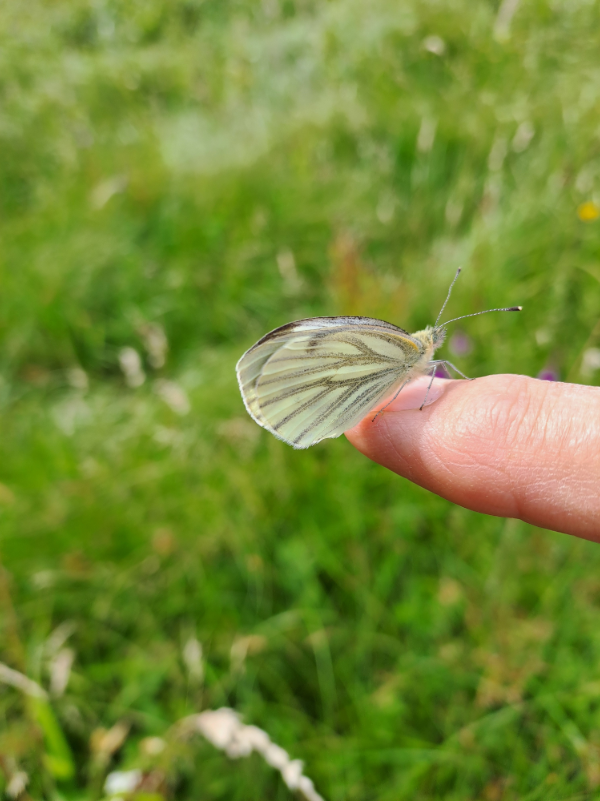 Een wit met zwart gestreepte vlinder zit rustig op een uitgestoken vinger in een groene omgeving.