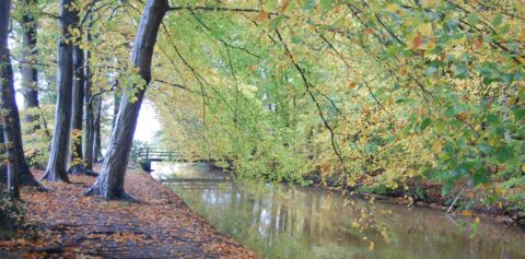 Herfstbos met een pad langs een beekje, overdekt met gele bladeren.