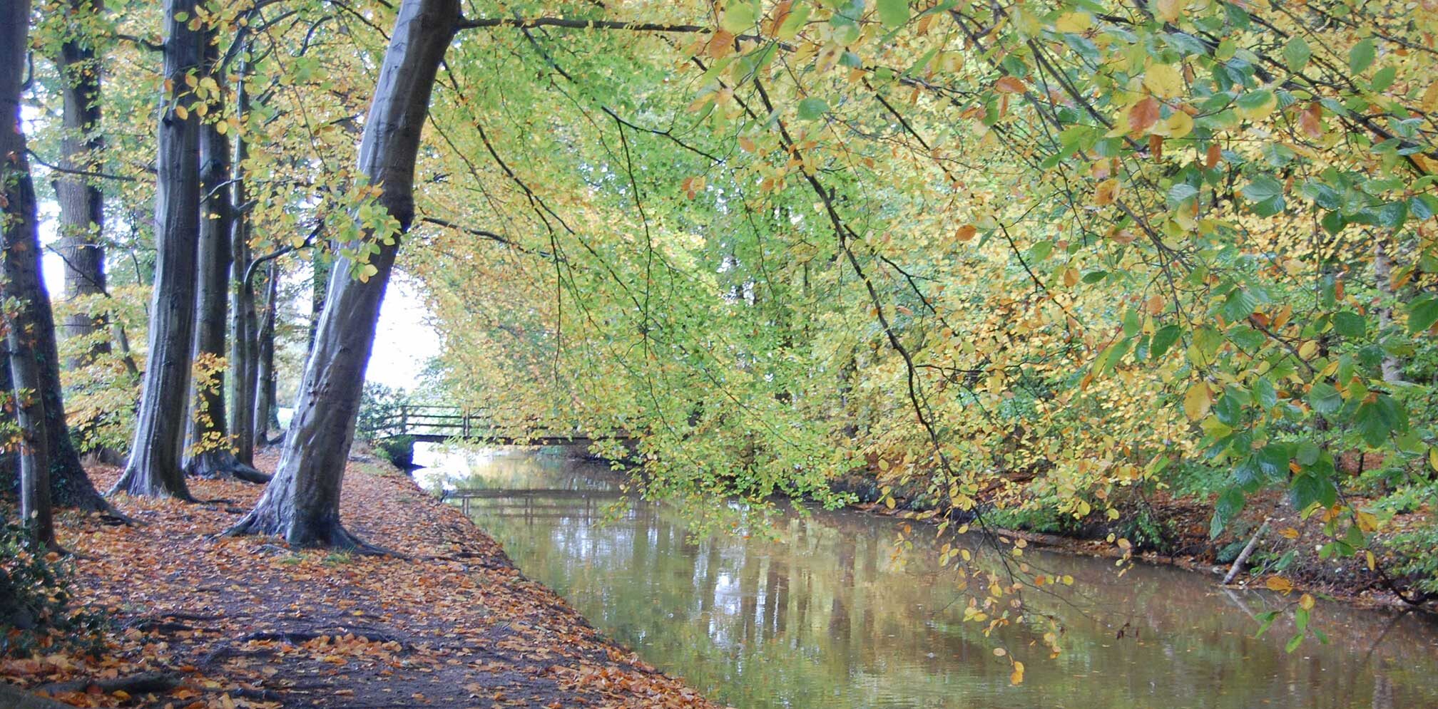 Herfstbos met een pad langs een beekje, overdekt met gele bladeren.