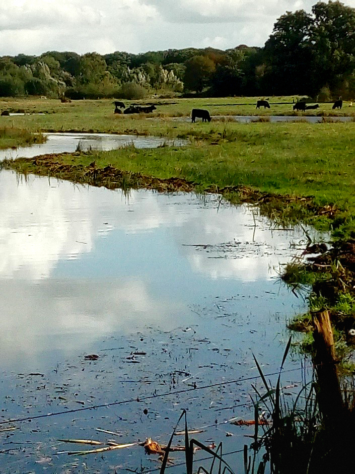 Weiland met grazende koeien en een vijver met wolkenreflectie. Bos op de achtergrond.