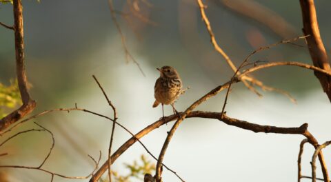 Zanglijster zit op tak bij zonsopgang, rustige achtergrond met zachte kleuren.