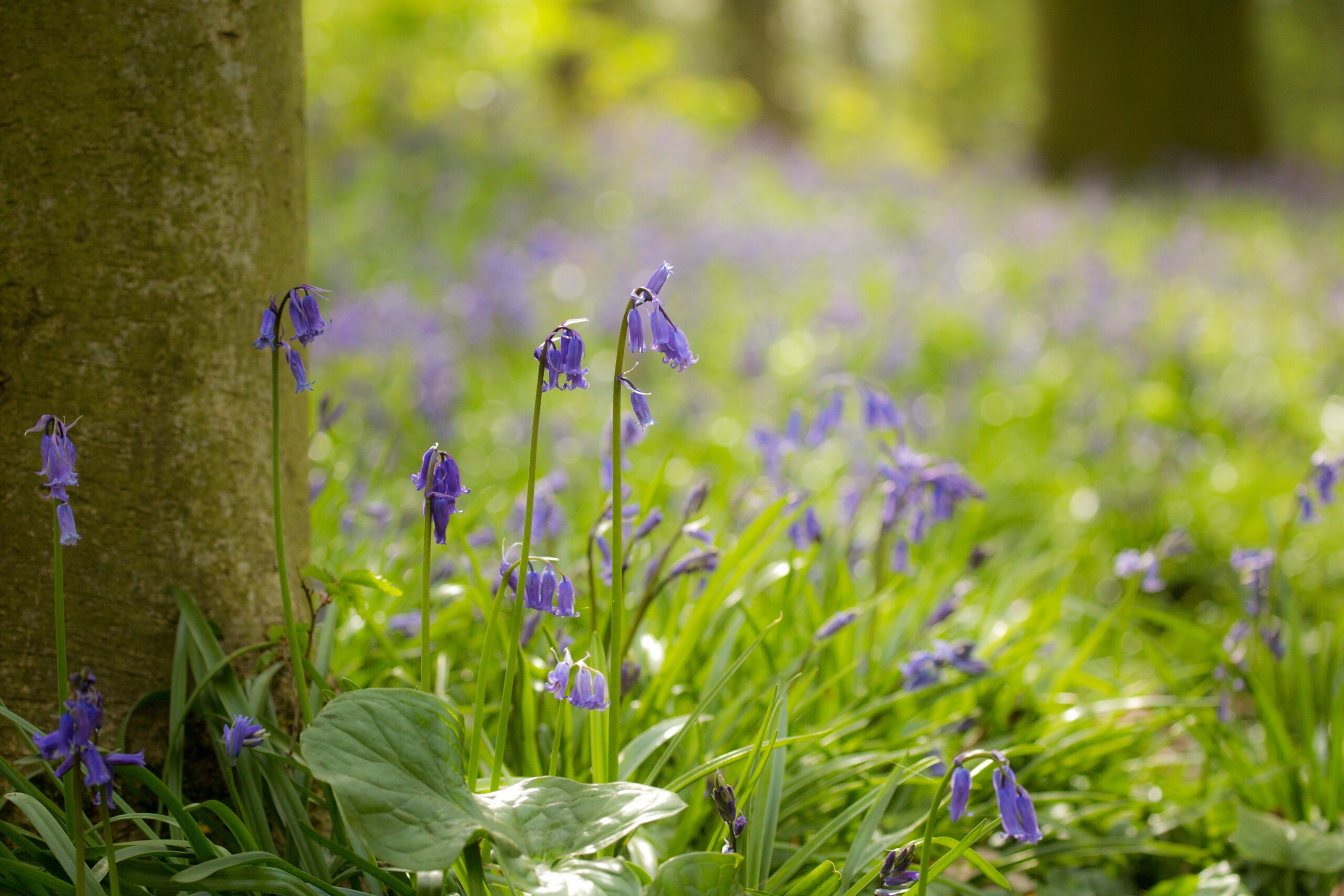 Paarse bluebells bloeien onder bomen in een zonnig bos.