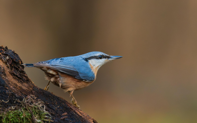 Nuthatch op een boomstam met mos, met een vage, bruine achtergrond.