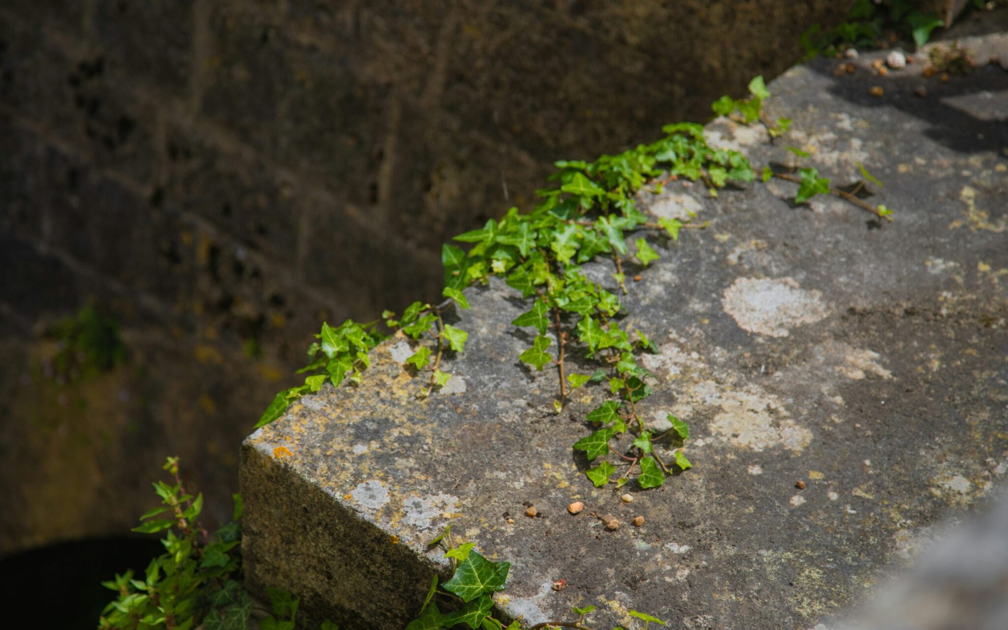 Mos en klimop groeien op een oude stenen muur.