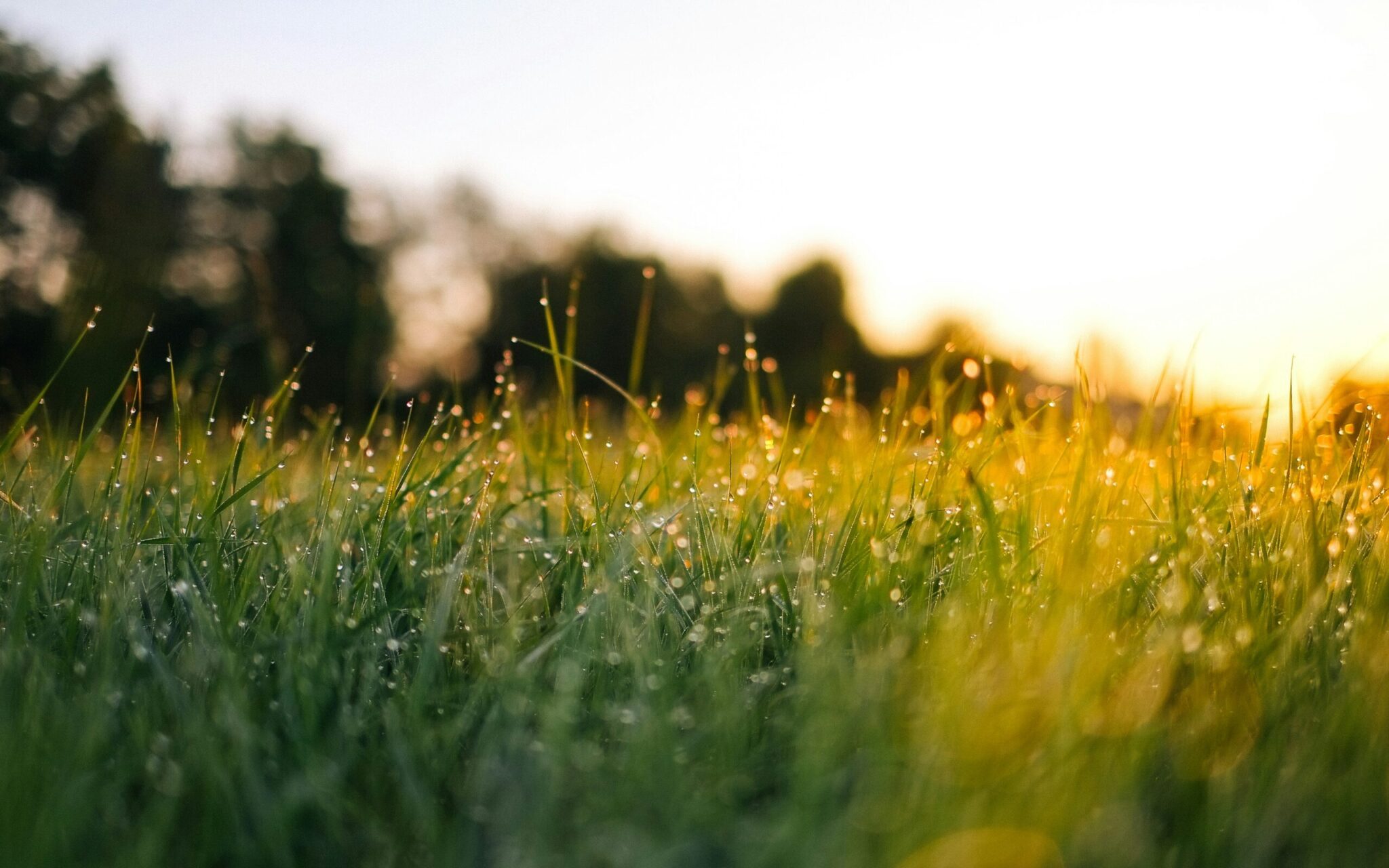Groen gras met dauwdruppels in de ochtendzon, onscherpe bomen op de achtergrond.