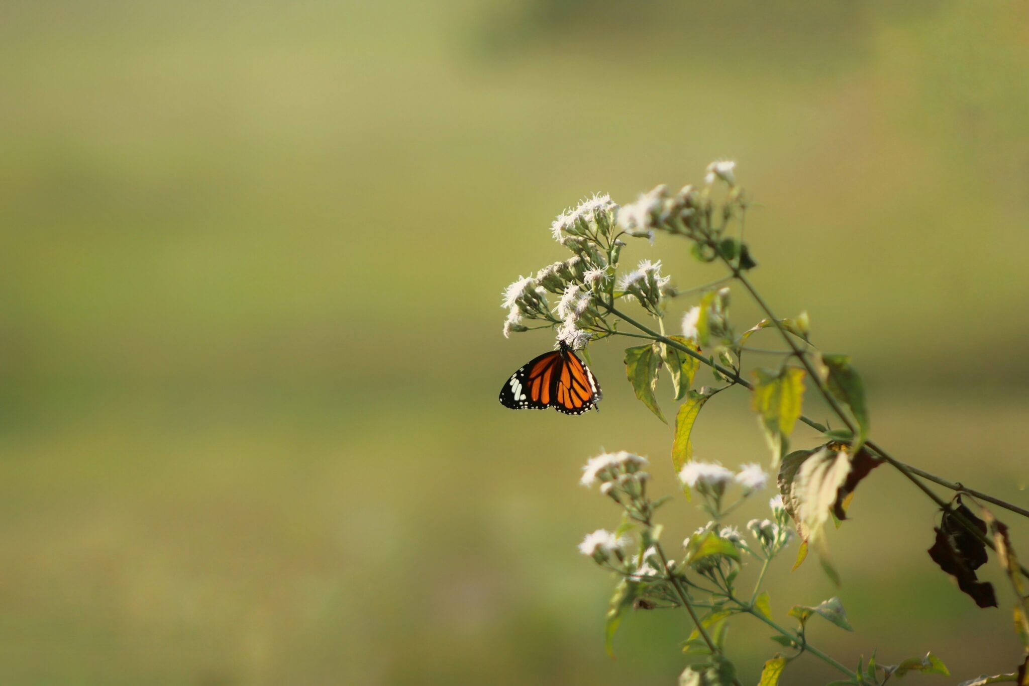 Oranje vlinder rust op witte bloemen tegen een zachte, groene achtergrond.