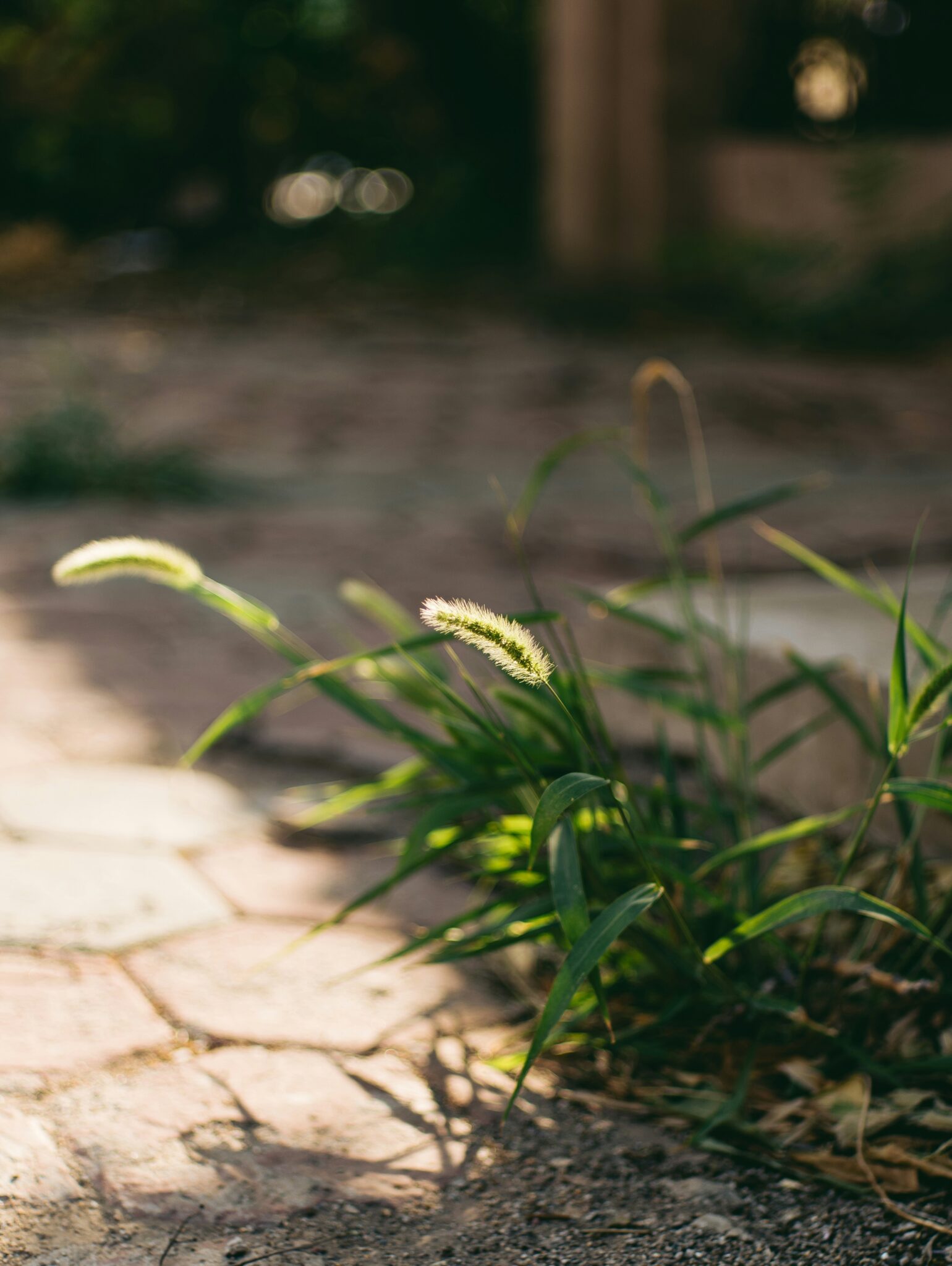 Groen gras groeit tussen stenen tegels in zonlicht, met onscherpe achtergrond.