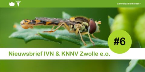 Close-up van een zweefvlieg op een blad met tekst "Nieuwsbrief IVN & KNNV Zwolle e.o." en "#6".