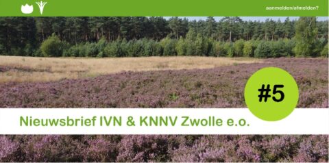 Paarse hei en bos bij nieuwsbrief IVN & KNNV Zwolle e.o., editie #5. Aanmelden/afmelden mogelijkheid.