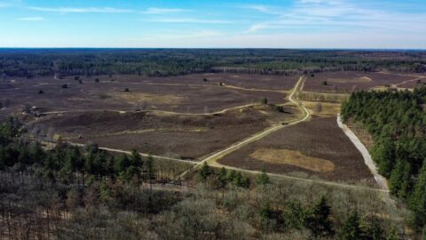 Landschap met uitgestrekte heidevelden, zandpaden en omringende bossen onder een blauwe lucht.