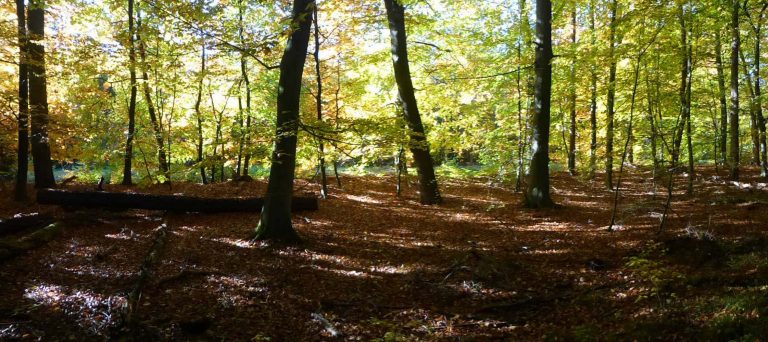 Herfstbos met zonlicht door gekleurde bladeren, gevallen bladeren bedekken de bosgrond.