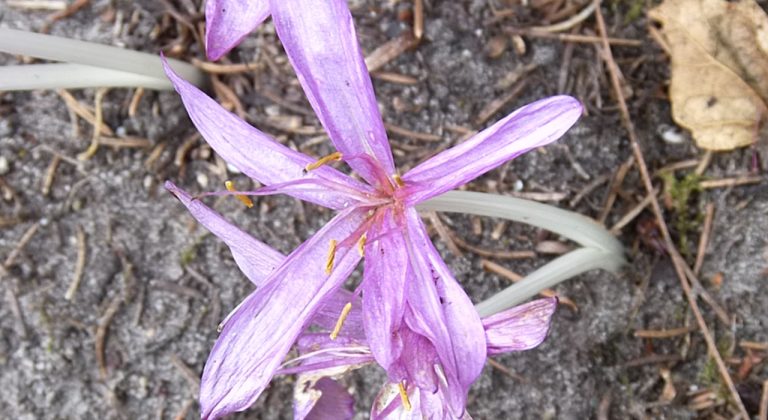 herfsttijloos kop 1280