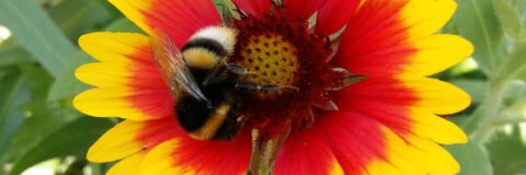 bloem met hommel
