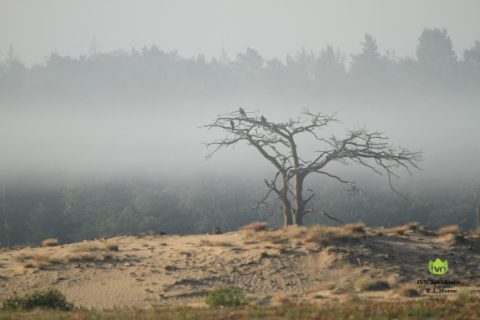 kootwijkerzand