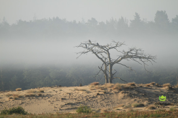 kootwijkerzand
