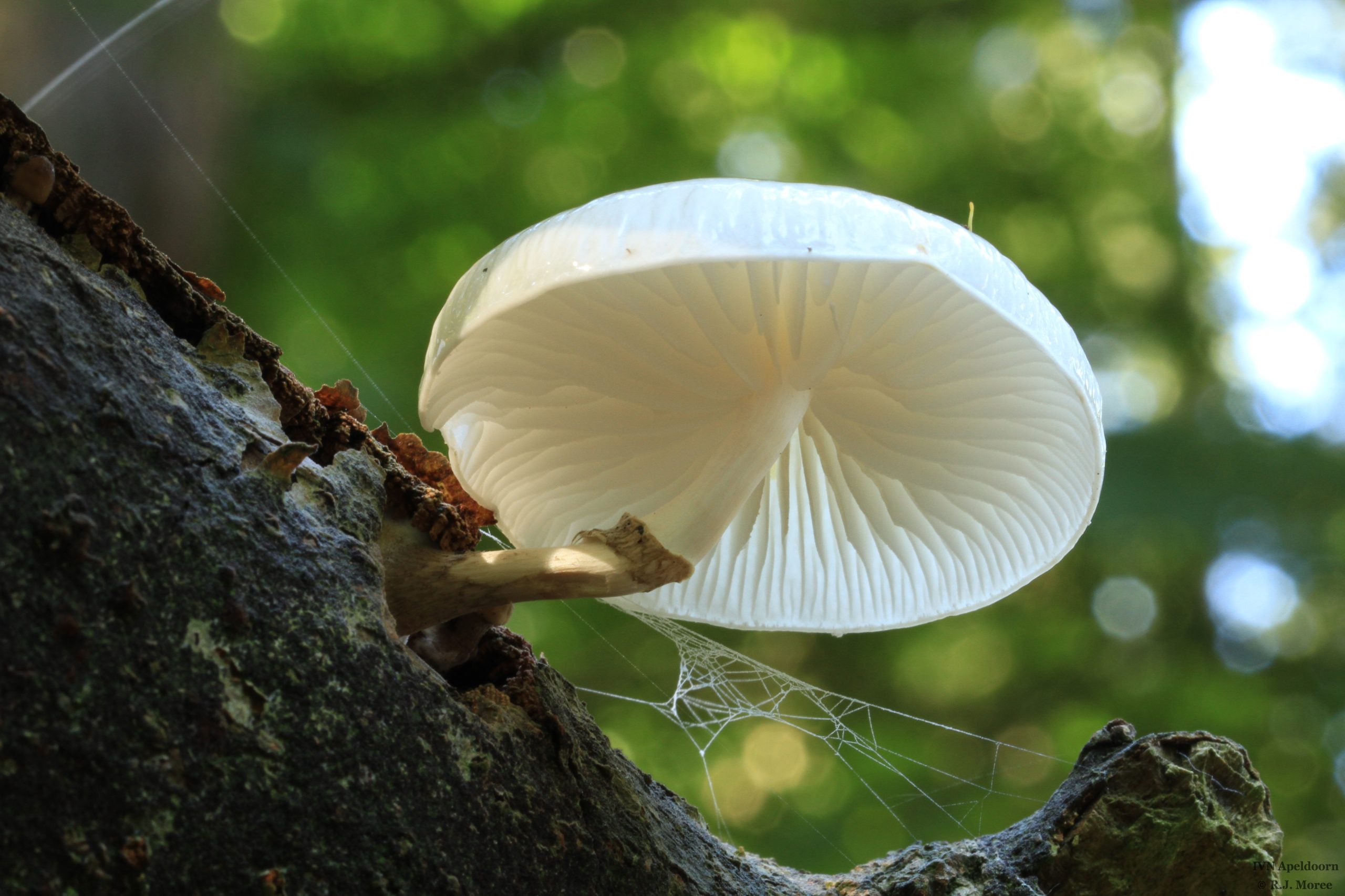 Witte paddenstoel groeit op boomstam, omgeven door spinnenweb, met groene onscherpe achtergrond.