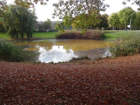 Kleine vijver met herfstbladeren, omringd door bomen en gras; gebouw op de achtergrond.