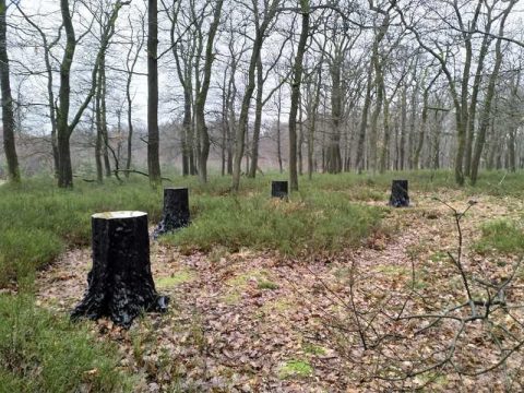 Kapstobben in een winterse bosrijke omgeving met kale bomen en droge bladeren op de grond.